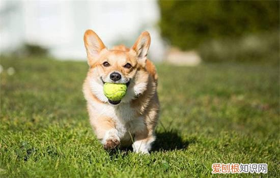 为什么狗和主人对同样的东西过敏呢 为什么狗和主人对同样的东西过敏?