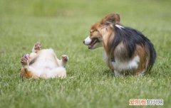狗为什么喜欢在草地里打滚 为什么狗喜欢在草地上打滚?