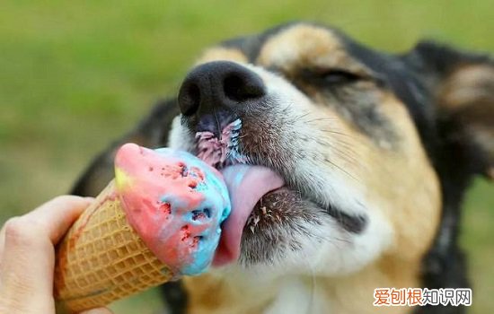 狗可以吃冰棍儿吗 狗能不能吃冰棍?