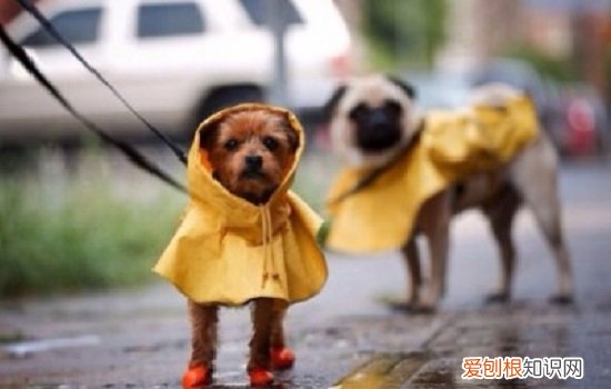 狗狗为什么怕下雨 为什么狗不喜欢下雨?