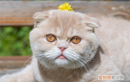 小奶猫认主人的表现有哪些 小奶猫认主人的表现