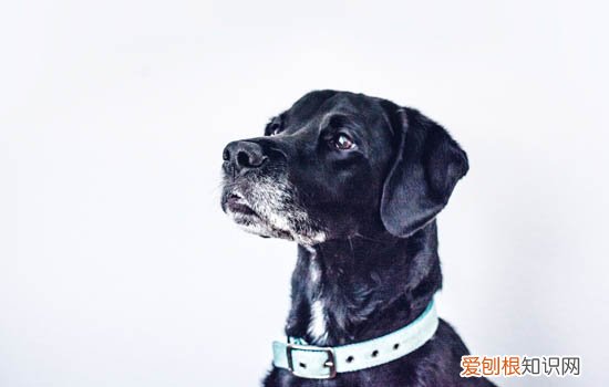 狗狗肉垫缝的毛要不要剪