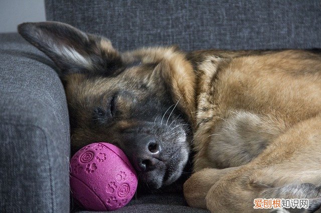 蛋清狗狗可以吃吗有毒吗 蛋清狗狗可以吃吗