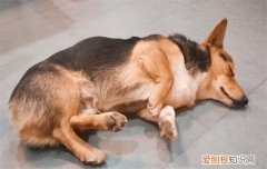 为什么狗可以站着睡觉的原因 为什么狗可以站着睡觉？