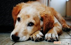 幼犬睡觉打鼾 狗睡觉打鼾怎么办?