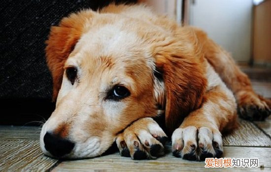 幼犬睡觉打鼾 狗睡觉打鼾怎么办?