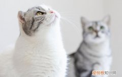 猫得了猫癣可以洗澡吗 猫藓可以洗澡吗