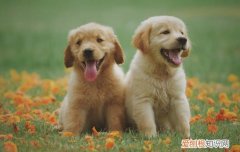 狗吃樱桃中毒症状 吃樱桃后狗狗死了