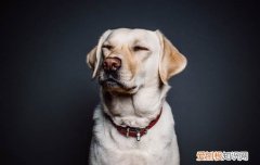 狗吃了核桃壳怎么办,能拉出来吗 狗狗吃桃核能拉出来吗