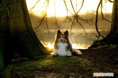 狗狗鼻头发干,老喝水是不是生病了 狗狗鼻子干不爱喝水怎么回事