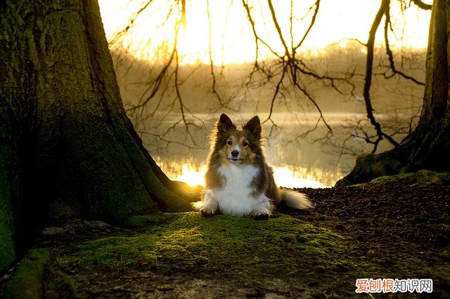 狗狗鼻头发干,老喝水是不是生病了 狗狗鼻子干不爱喝水怎么回事