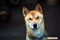 狗狗鼻子好像堵住了一直呼哧呼哧 狗狗鼻子呼哧呼哧的像堵塞了一样