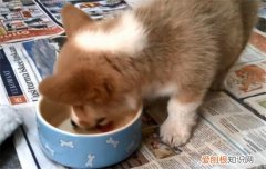 柯基犬如何增肥 柯基如何减肥