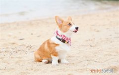 柯基为什么容易发胖的原因 柯基为什么容易发胖