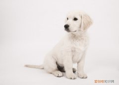 狗狗牙齿松动怎么处理好 狗狗牙齿松动怎么处理