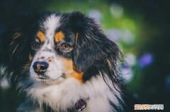 狗眼睛分泌物发暗红 狗狗眼睛发红发炎分泌物多咋办