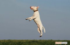 狗狗眼睛发红睁不开是怎么回事 狗狗眼睛发红睁不开什么原因