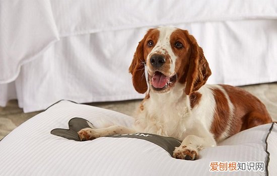 狗狗可不可以吃海苔 狗狗可以吃海苔片吗