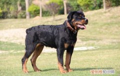 狗狗剪毛最佳季节 狗狗剃毛最佳季节