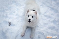 狗狗睡冰垫会不会得皮肤病 狗睡冰垫有什么危害