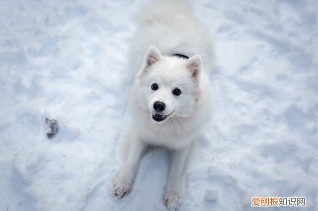 狗狗睡冰垫会不会得皮肤病 狗睡冰垫有什么危害