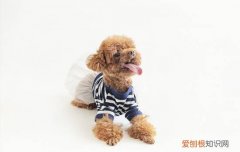 五斤的泰迪一般几个月 泰迪五个月多少斤正常