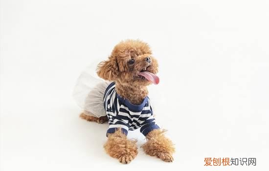 五斤的泰迪一般几个月 泰迪五个月多少斤正常