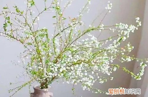 雪柳第二年还会开花吗 干枝雪柳可以养多久呢？它还会发芽吗？第二年还能活吗？