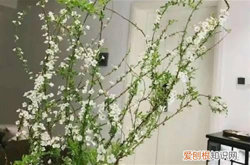 雪柳第二年还会开花吗 干枝雪柳可以养多久呢？它还会发芽吗？第二年还能活吗？