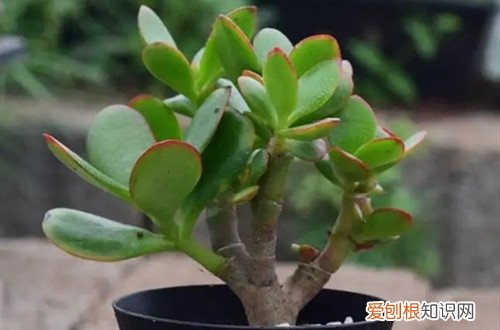 玉树叶子发黄是怎么回事?怎么救活 玉树叶子发黄是怎么回事？怎么救？