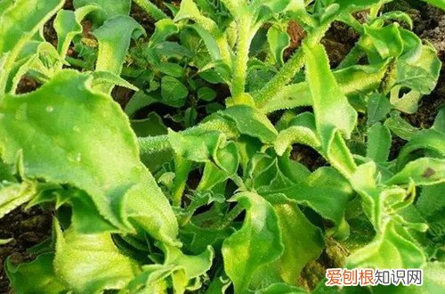 非洲冰草的种植方法 非洲冰草哪个时候可以种植，要怎么养护？