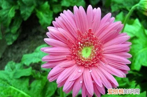 非洲菊在北方能不能种植?室外 非洲菊冬天还能开花吗？冬天怎么养护？