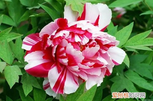 牡丹花怎么追肥 牡丹花要怎么施肥?有哪些施肥方法?