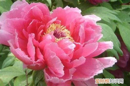 牡丹花怎么追肥 牡丹花要怎么施肥?有哪些施肥方法?