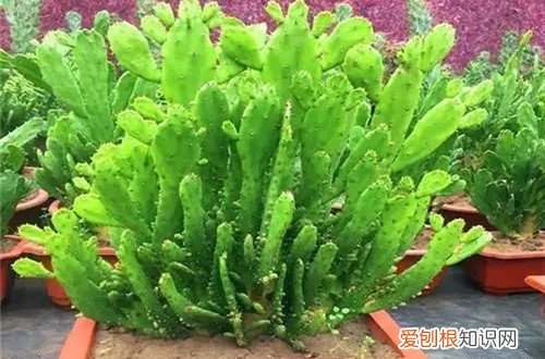 千手观音仙人掌的功效 千手观音仙人掌要怎么养护?有哪些养护方法?