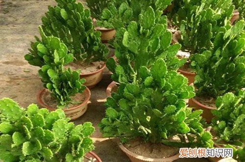 千手观音仙人掌的功效 千手观音仙人掌要怎么养护?有哪些养护方法?