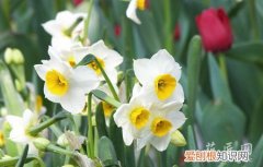 水仙花是怎样的 水仙花小知识你知多少？