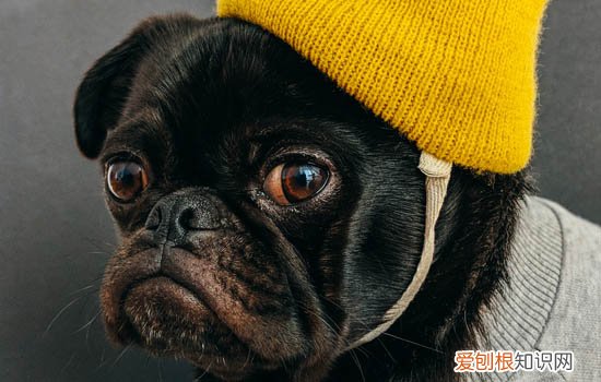 狗突然吐白沫怎么办? 狗狗突然吐很稠的白沫怎么办