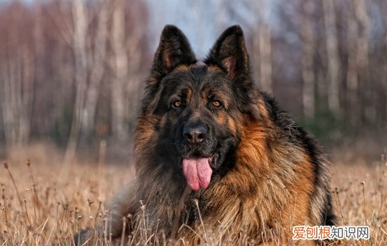 大狗多久能养熟 一年以上的大狗还养的熟吗