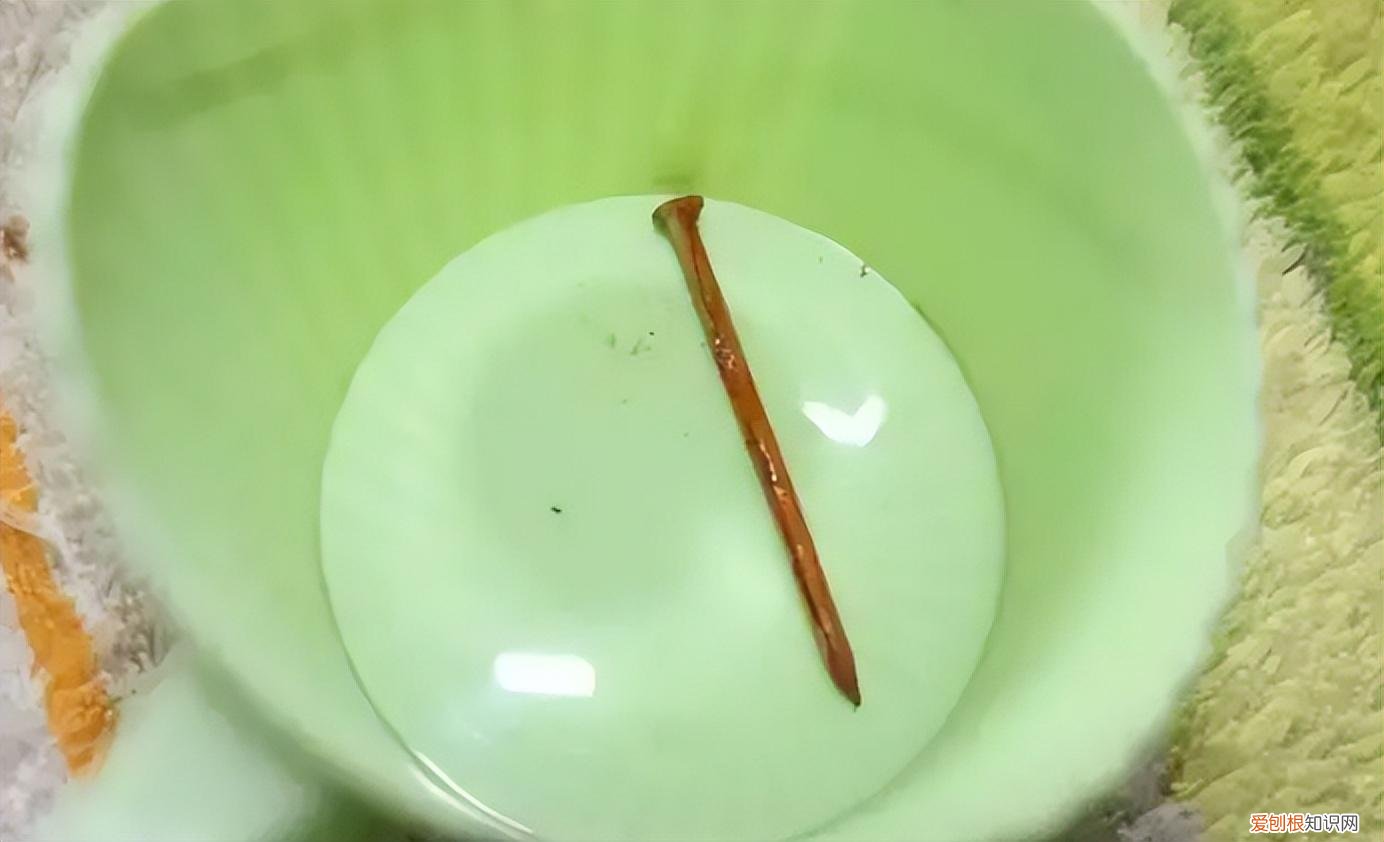 鹅掌花怎么养才能更旺盛，家庭养花小窍门，记住“4不放”，植物长得旺，放一次“伤一次”