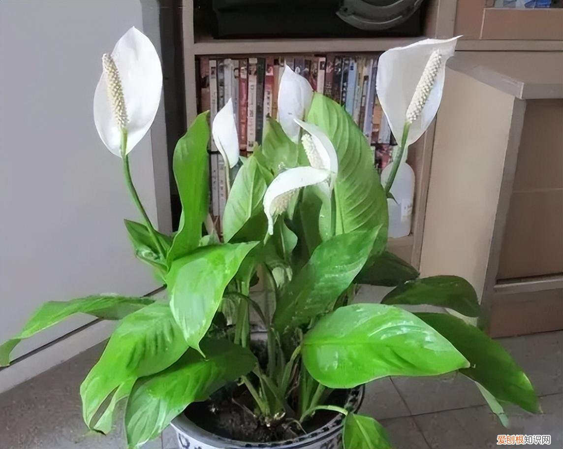 鹅掌花怎么养才能更旺盛，家庭养花小窍门，记住“4不放”，植物长得旺，放一次“伤一次”