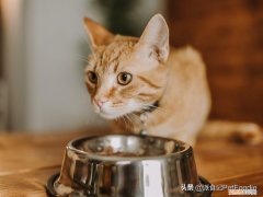 不用经常喂食的宠物，医生笔记｜宠物喂养的5个常见问题答疑