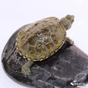 怎么鉴别乌龟的品种图片，判断购买的龟品种是纯还是杂，有鉴定方法？