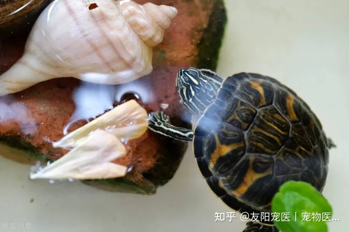 如何分别乌龟的公和母?，怎样分乌龟公母?