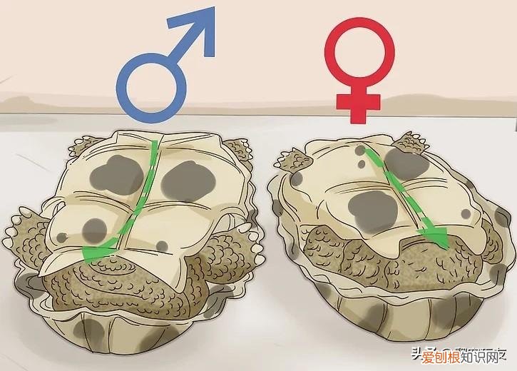 乌龟雌性和雄性乌龟怎么辨别图片，如何辨别一只乌龟是雄性还是雌性！