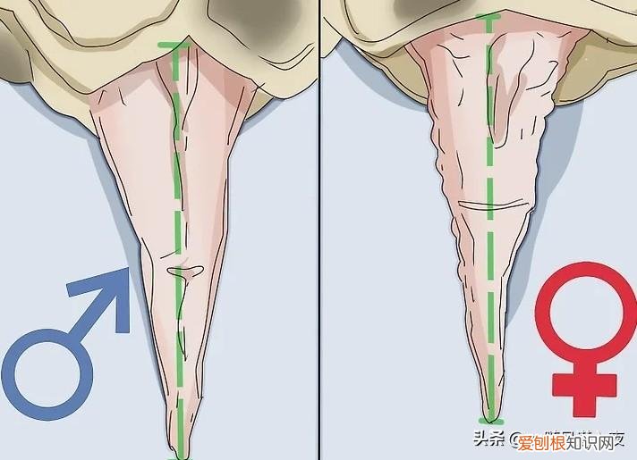 怎么区别乌龟的性别图解，学会区分乌龟的性别