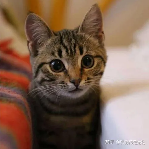 什么是田园猫小得小，“宠物猫”和“田园猫”之间有怎样的差异？戳答案→