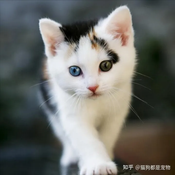 什么是田园猫小得小，“宠物猫”和“田园猫”之间有怎样的差异？戳答案→