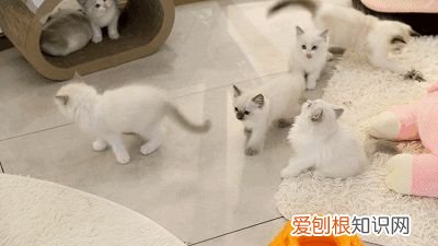 什么是田园猫小得小，“宠物猫”和“田园猫”之间有怎样的差异？戳答案→