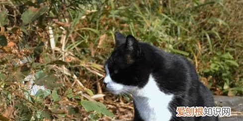 什么是田园猫小得小，“宠物猫”和“田园猫”之间有怎样的差异？戳答案→